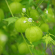 Gros plan sur les fruits verts en forme de lanternes du pois de cœur, avec de petites fleurs blanches et un feuillage vert en ar Gros plan sur les fruits verts en forme de lanternes du pois de cœur, avec de petites fleurs blanches et un feuillage vert en ar