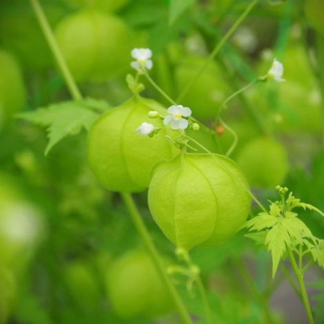 Gros plan sur les fruits verts en forme de lanternes du pois de cœur, avec de petites fleurs blanches et un feuillage vert en ar