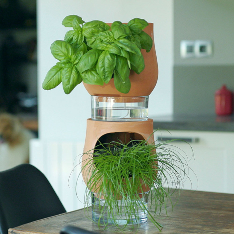 Deux pots en terre cuite avec réservoirs d'eau en verre, empilés et garnis de basilic et de fines herbes, sur une table dans une