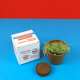 Kit de plantation personnalisé Paysan Breton avec boîte en papier ensemencé, pot biodégradable contenant de jeunes pousses verte Kit de plantation personnalisé Paysan Breton avec boîte en papier ensemencé, pot biodégradable contenant de jeunes pousses verte