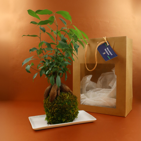 Plante promotionnelle Kokedama en sachet kraft