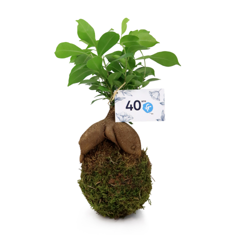 Kokedama de ficus ginseng avec racines apparentes, feuillage vert et boule de mousse naturelle, accompagné d'une étiquette perso