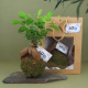 Kokedama de ficus ginseng avec boule de mousse et racines apparentes, présenté sur une ardoise avec un sac cadeau kraft et plusi Kokedama de ficus ginseng avec boule de mousse et racines apparentes, présenté sur une ardoise avec un sac cadeau kraft et plusi