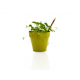 Crayon Sprout à planter personnalisable