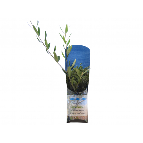 Plant d'arbre dans un étui carton publicitaire
