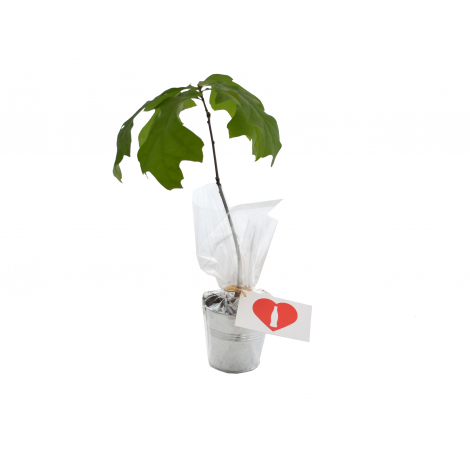 Plant d'arbre dans un pot en zinc publicitaire