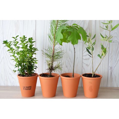 Plant d'arbre - pot en terre cuite publicitaire