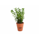 Plant d'arbre en pot terre cuite publicitaire