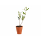 Plant d'arbre en pot terre cuite publicitaire