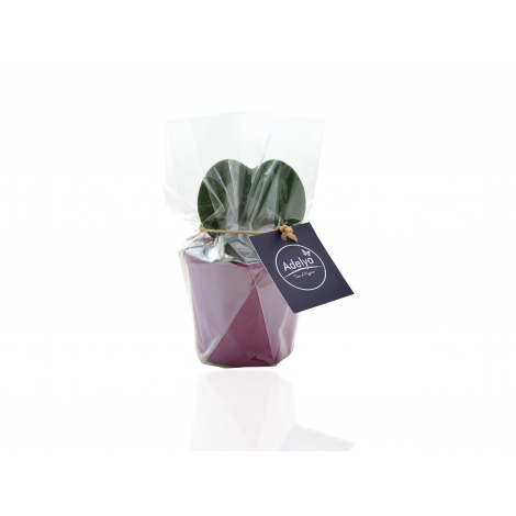 Plante en forme de cœur Hoya dans un pot publicitaire