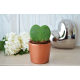 Plante en forme de cœur Hoya dans un pot publicitaire