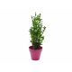 Plant d'arbre en pot fibre de bambou publicitaire