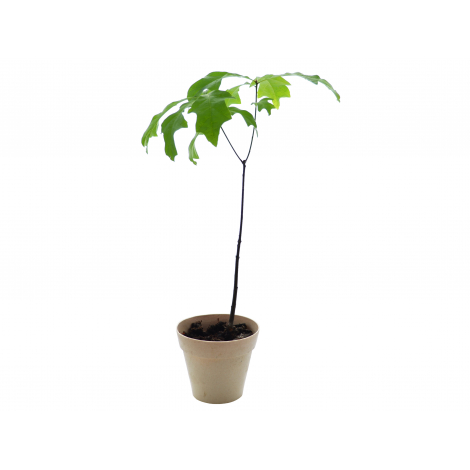 Plant d'arbre en pot fibre de bambou publicitaire