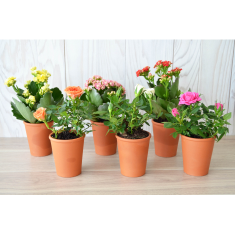 Mini Plante Publicitaire Fleurie en Pot en Terre Cuite 6 cm - CADOETIK