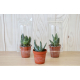 Mini serre publicitaire pot cactus