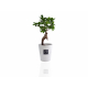 Ficus ginseng en pot publicitaire