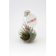 Ampoule publicitaire avec tillandsia