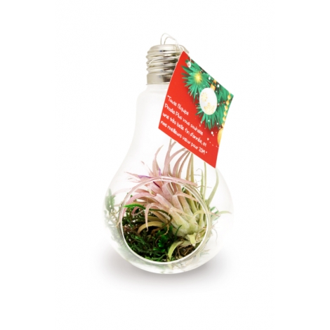 Ampoule publicitaire avec tillandsia