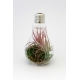 Ampoule publicitaire avec tillandsia