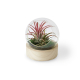 Terrarium sur socle bois publicitaire