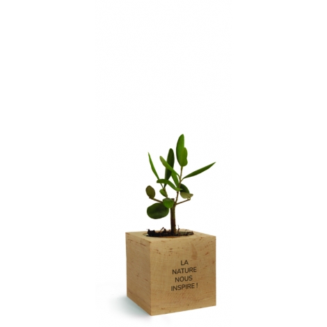Cube bois publicitaire avec un arbre