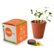 Cube de plantation publicitaire 7 ou 10 cm