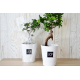 Ficus ginseng en pot publicitaire