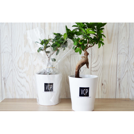 Ficus ginseng en pot publicitaire