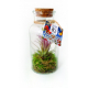 Terrarium en bouteille publicitaire - Tillandsia