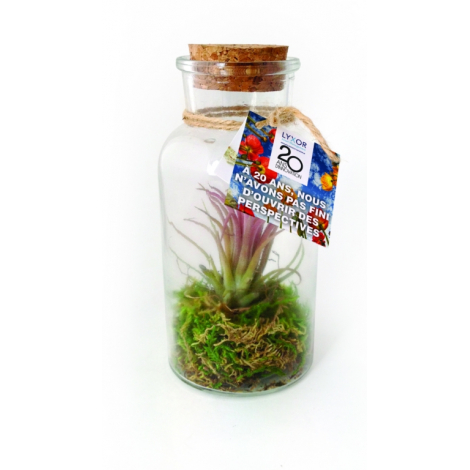 Terrarium en bouteille publicitaire - Tillandsia