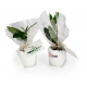 Oeuf promotionnel avec mini plant d'arbre