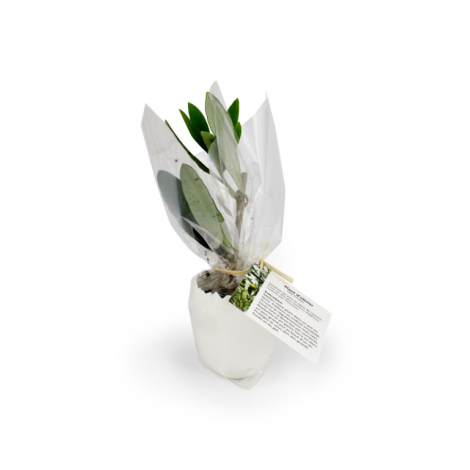 Oeuf promotionnel avec mini plant d'arbre