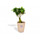 Ficus ginseng en pot publicitaire