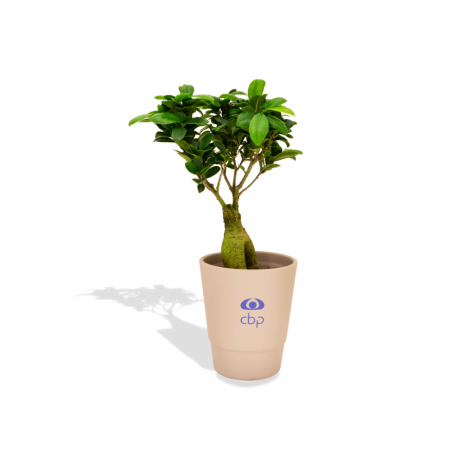 Ficus ginseng en pot publicitaire