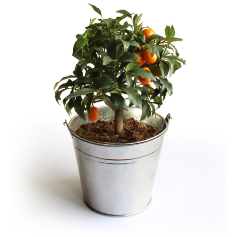 Oranger Kumquat en pot zinc publicitaire