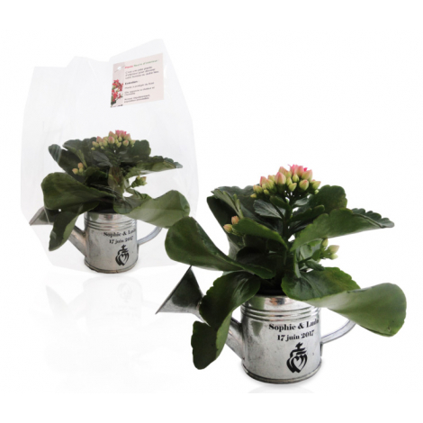 Arrosoir publicitaire en zinc avec mini plante fleurie