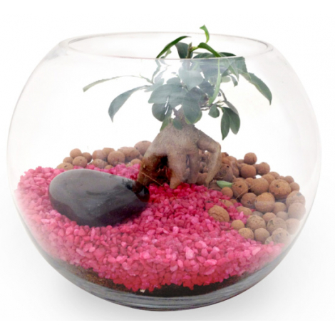 Terrarium publicitaire en kit avec une plante dépolluante