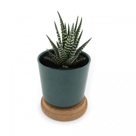 Plante en pot bambou personnalisable