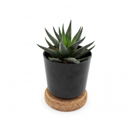 Plante en pot bambou personnalisable