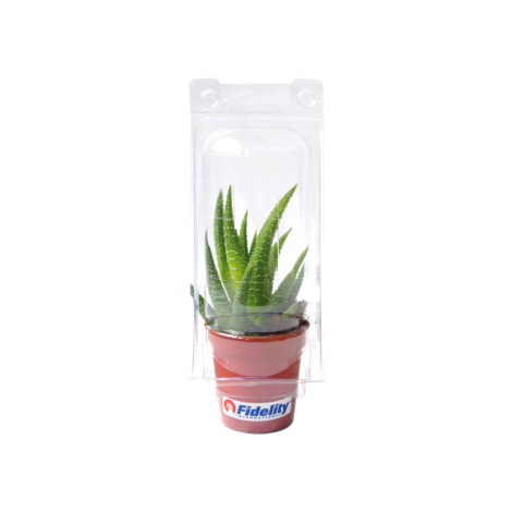 Mini serre publicitaire pot cactus