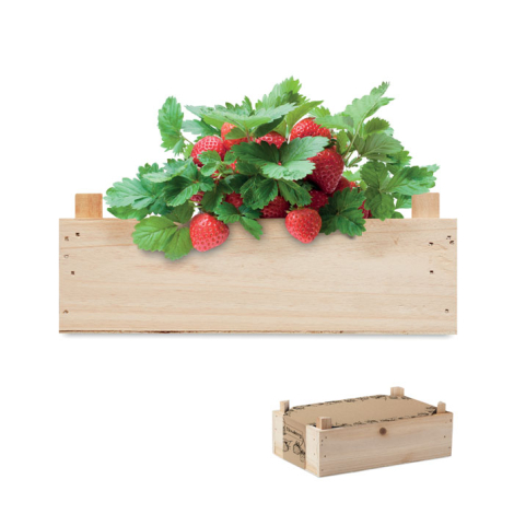 Kit de culture de fraises caissette publicitaire STRAWBERRY