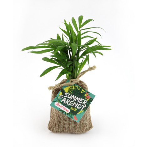 Mini plant d'arbre dans un pochon promotionnel