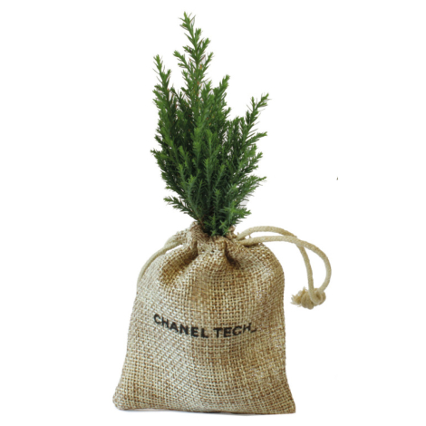 Mini plant d'arbre dans un pochon promotionnel