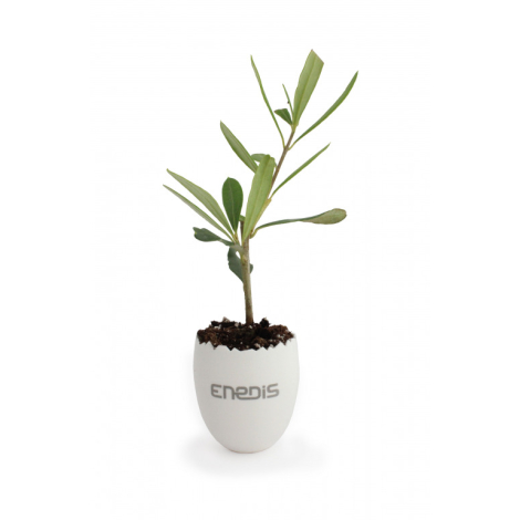 Oeuf promotionnel avec mini plant d'arbre