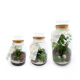 Terrarium tropical publicitaire - 3 formats