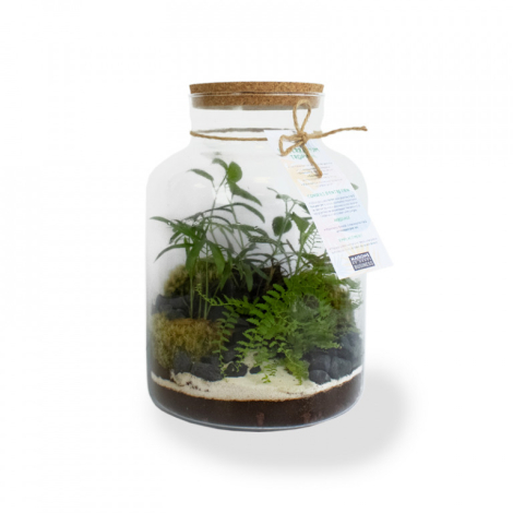 Terrarium tropical publicitaire - 3 formats