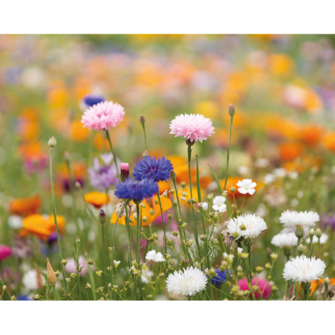 Papier publicitaire A6 ensemencé graines de fleurs