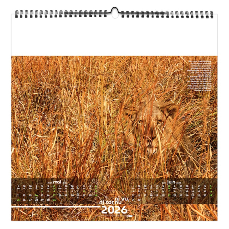 Calendrier illustré personnalisable - Invisible