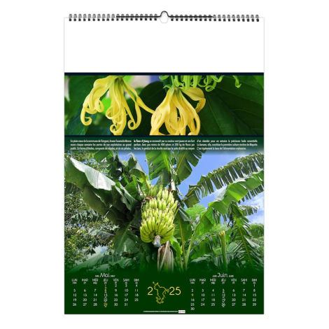 Calendrier illustré publicitaire - Douceurs polynésiennes