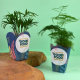 Deux plantes dans boîtes cartonnées type popcorn, personnalisation visible sur la face avant.